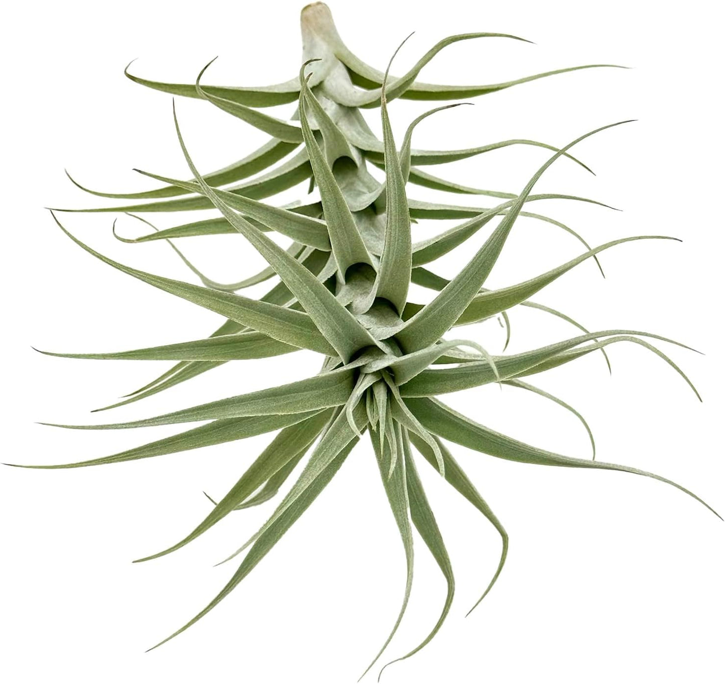 Live Air Plants - Tillandsia Albida 7-12" - 1ct – ragnaroc Live Indoor Plant - Live Arrival Guaranteed - House Plants for Home Decor & Gift