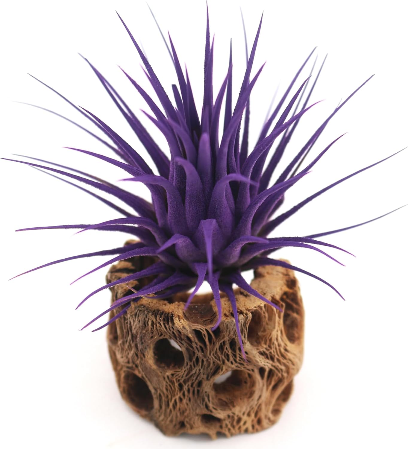 Live Extra Large Tillandsia Ionantha Guatemala Colorful Air Plant 3+ inch Enhanced Color Easy Care Indoor Outdoor Home Decor Gift Airplant by Awesome Industries (Purple XL)