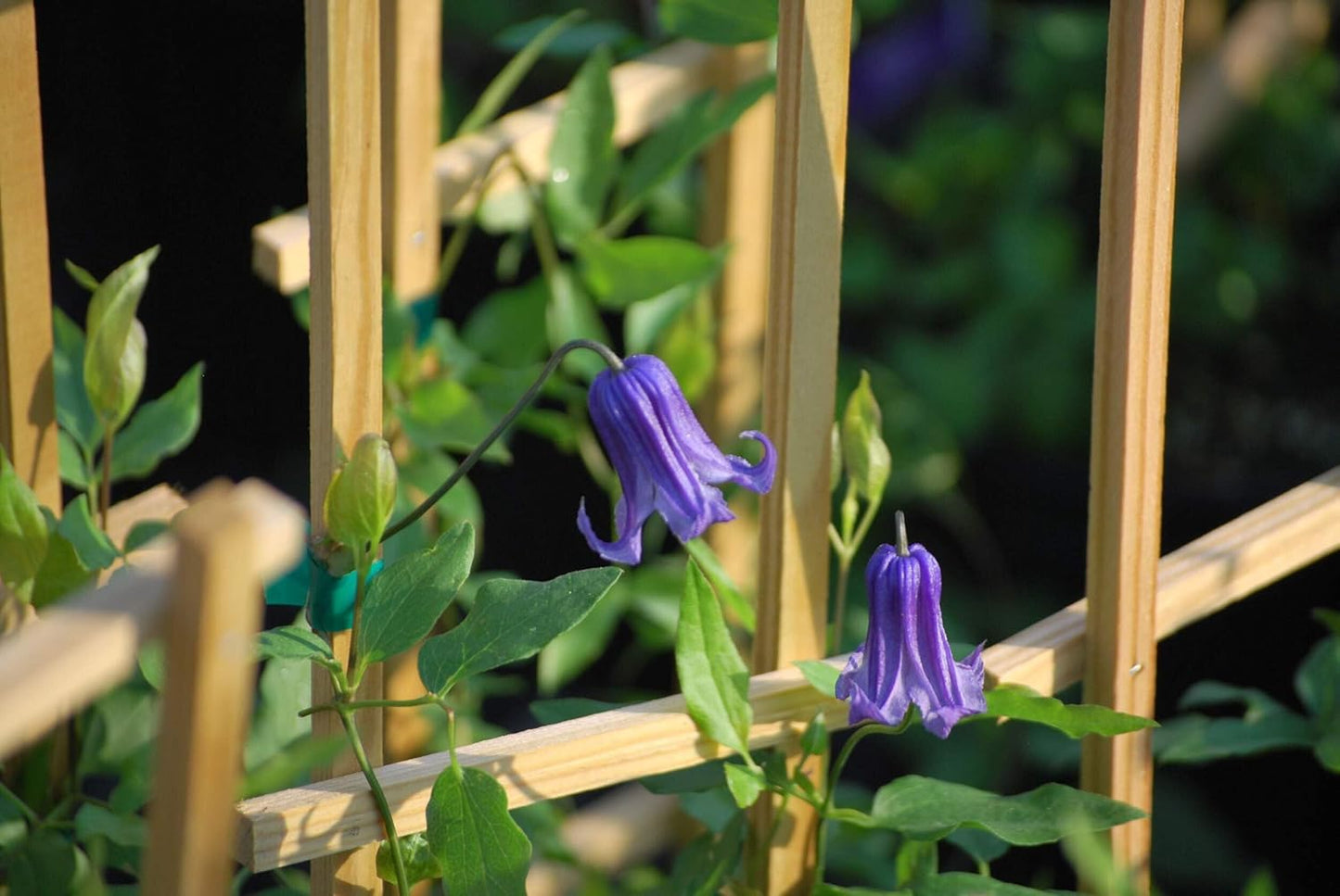 Perennial Farm Clematis 'Rooguchi' Hybrid – Live Flowering Vine in 4 Quart Container, Bell-Shaped Indigo-Purple Blooms, Non-Clinging Climber, Long Blooming, Ideal for Trellises, Arches & Containers