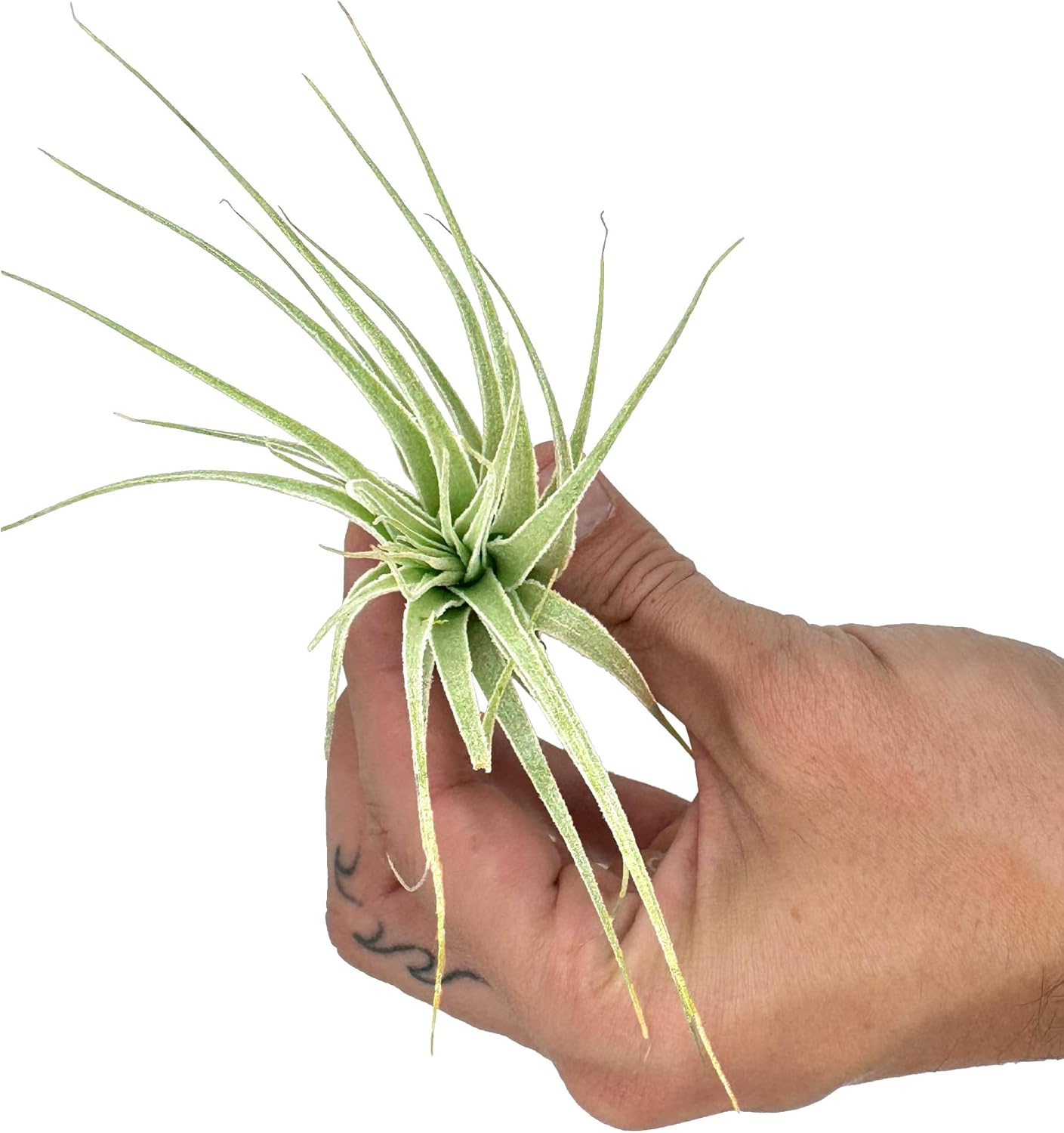 Live Air Plant - Tillandsia Gardneri 5-7” - 5ct - ragnaroc Rare Collectors Indoor Tropical Plant - Live Arrival Guaranteed - House Plants for Home Decor & Gift