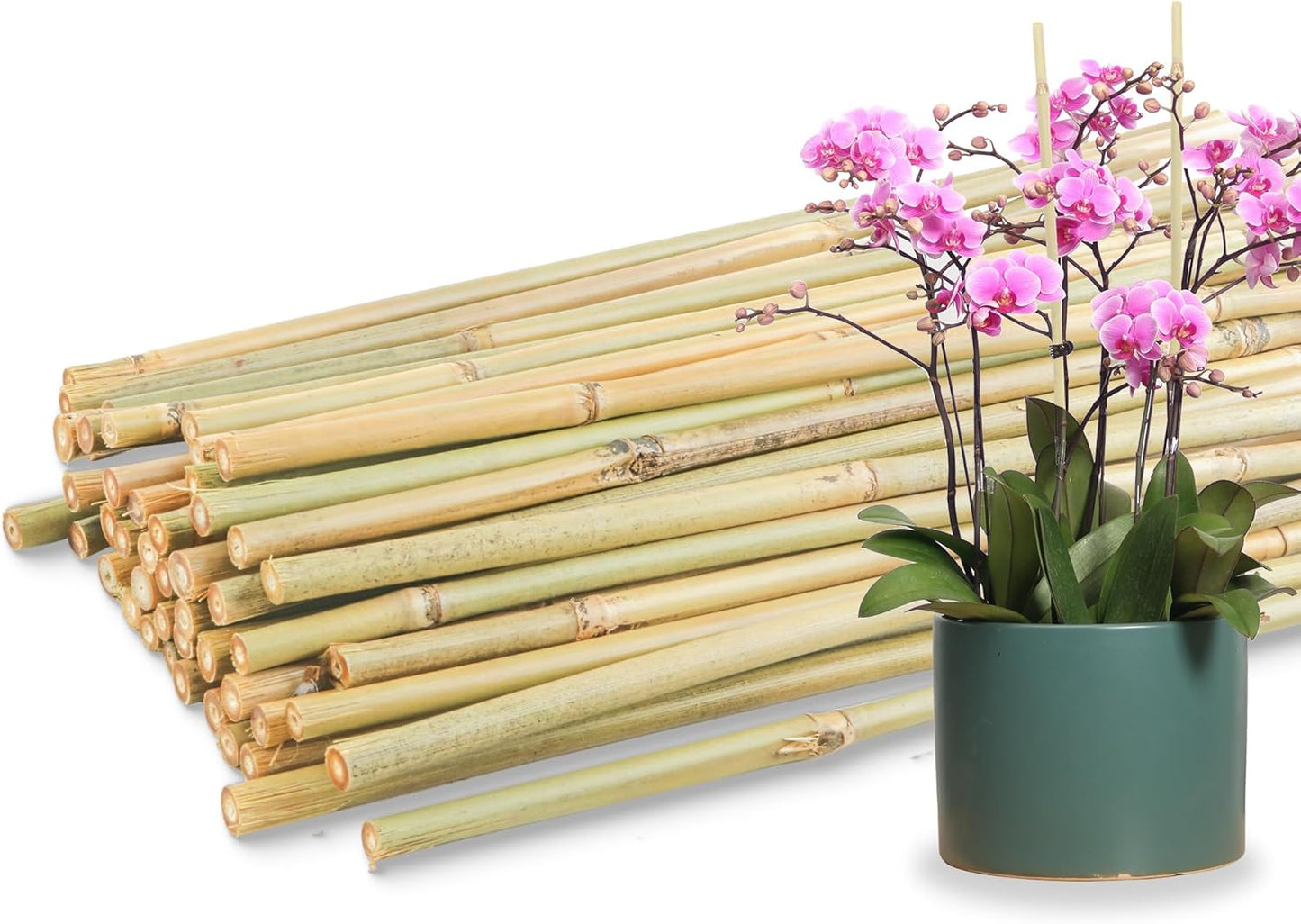 50Pcs / 16 inch Bamboo Plant Stakes for Indoor Outdoor Plants, Garden Plant Support Sticks, Poles for Tomato Vegetables Beans Trees Potted Climbing Plants(0.32'')