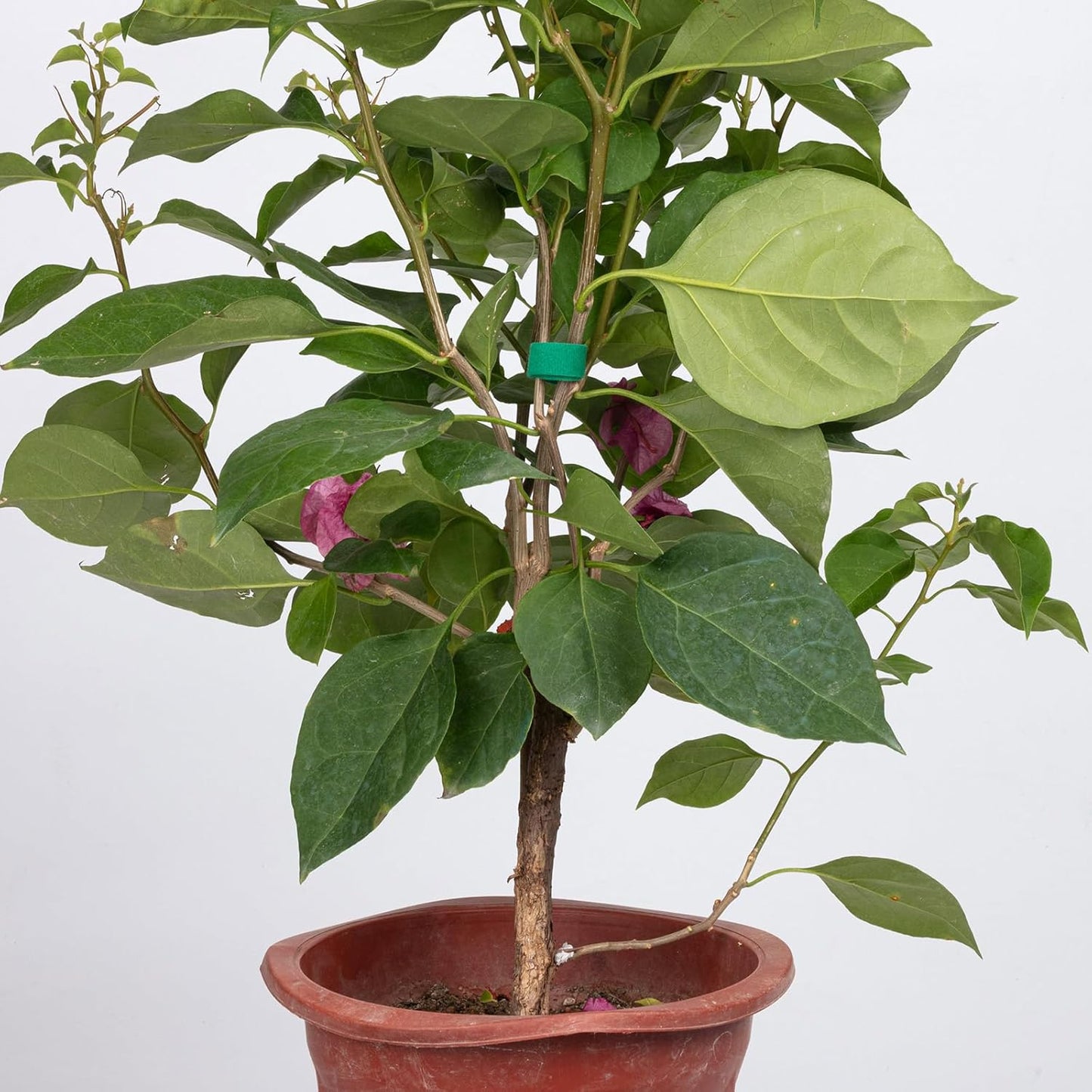 4 Roll Plant Ties Garden Tape, 131 Ft Green Plant Ties for Climbing Plants, 1/2‘’ Twist Ties for Plants, Reusable Nylon Plant Support Gardening Tape for Growing,Home,Office