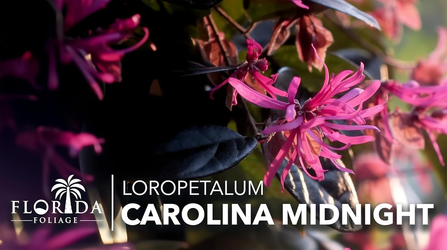 Loropetalum Carolina Midnight | 10 Live Plants | Loropetalum Chinense | Purple Foliage Shrub | Ornamental Landscape Bush | Fast Growing Plants