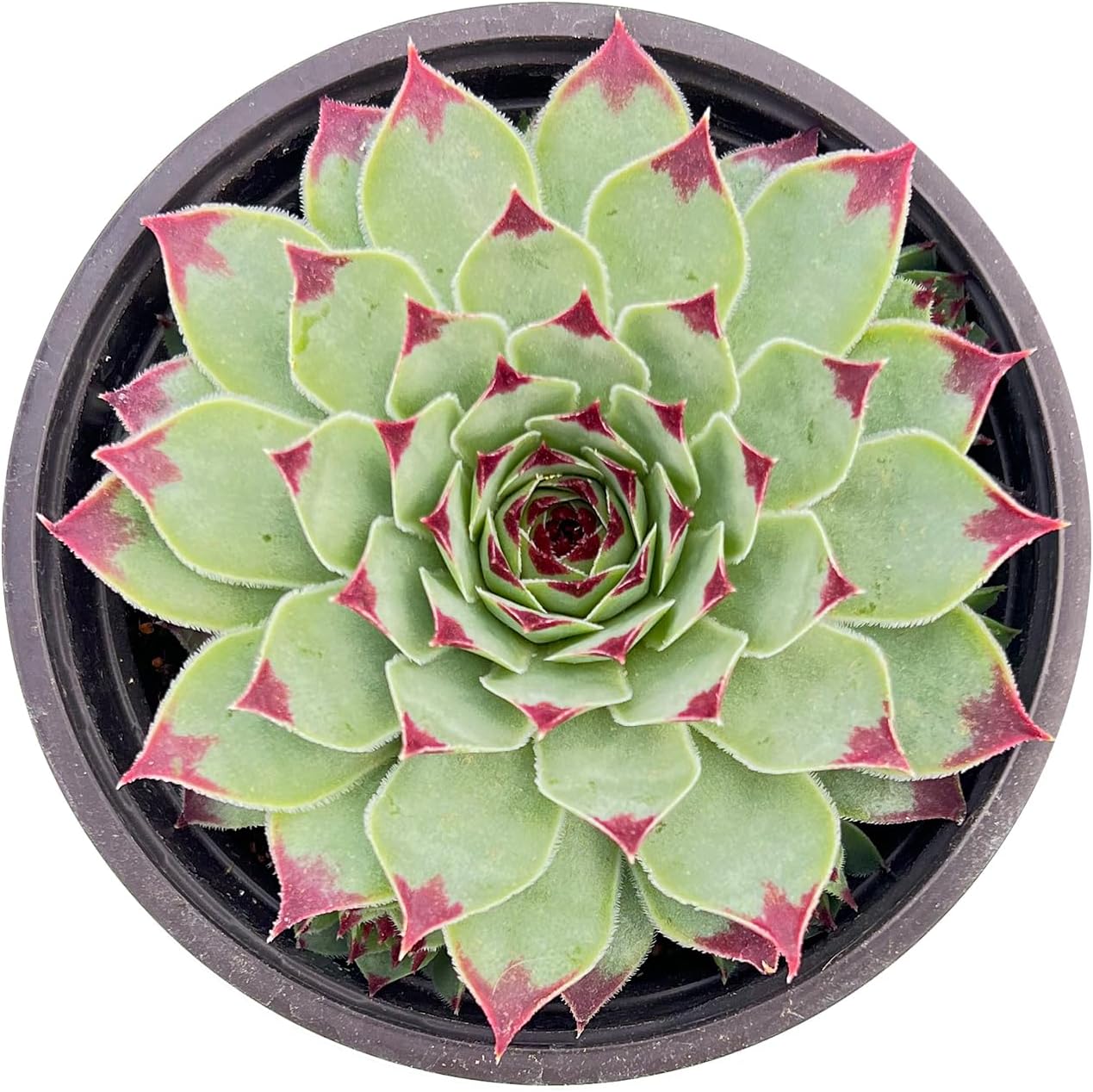 Sprout N Green Sempervivum 'Lady's Nail', 1 Live Succulent Plant Fully Rooted in 4" Pot, House Plant for Indoor Outdoor Home Office Wedding Decoration DIY Project Party Favor