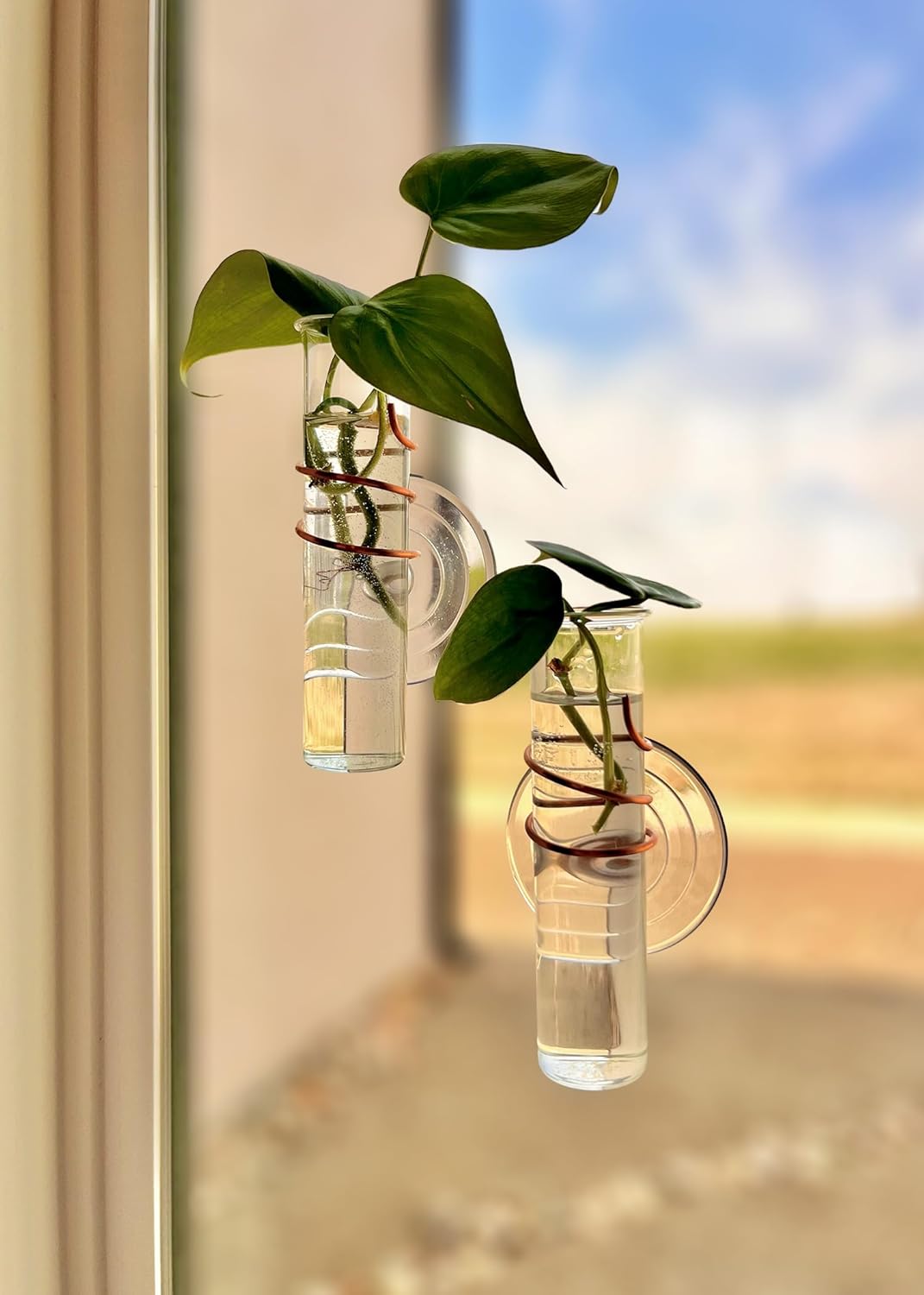 The Little Window Propagator | Window Propagation Station with Removable Glass Tubes, Indoor Plant Clippings, Cut Flowers, Herbs, Succulents | Home Decor | Plant Lover Gift (2)