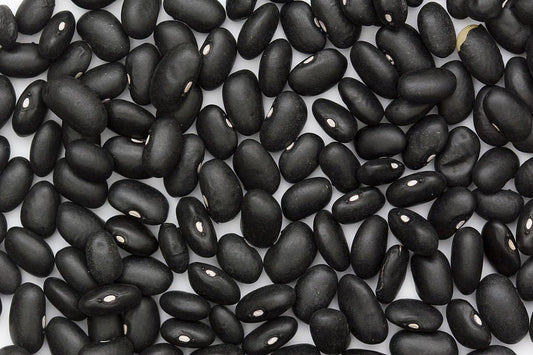 Black Turtle Seeds,25 Count Bean COOL BEANS N SPROUTS Brand. Home Gardening.