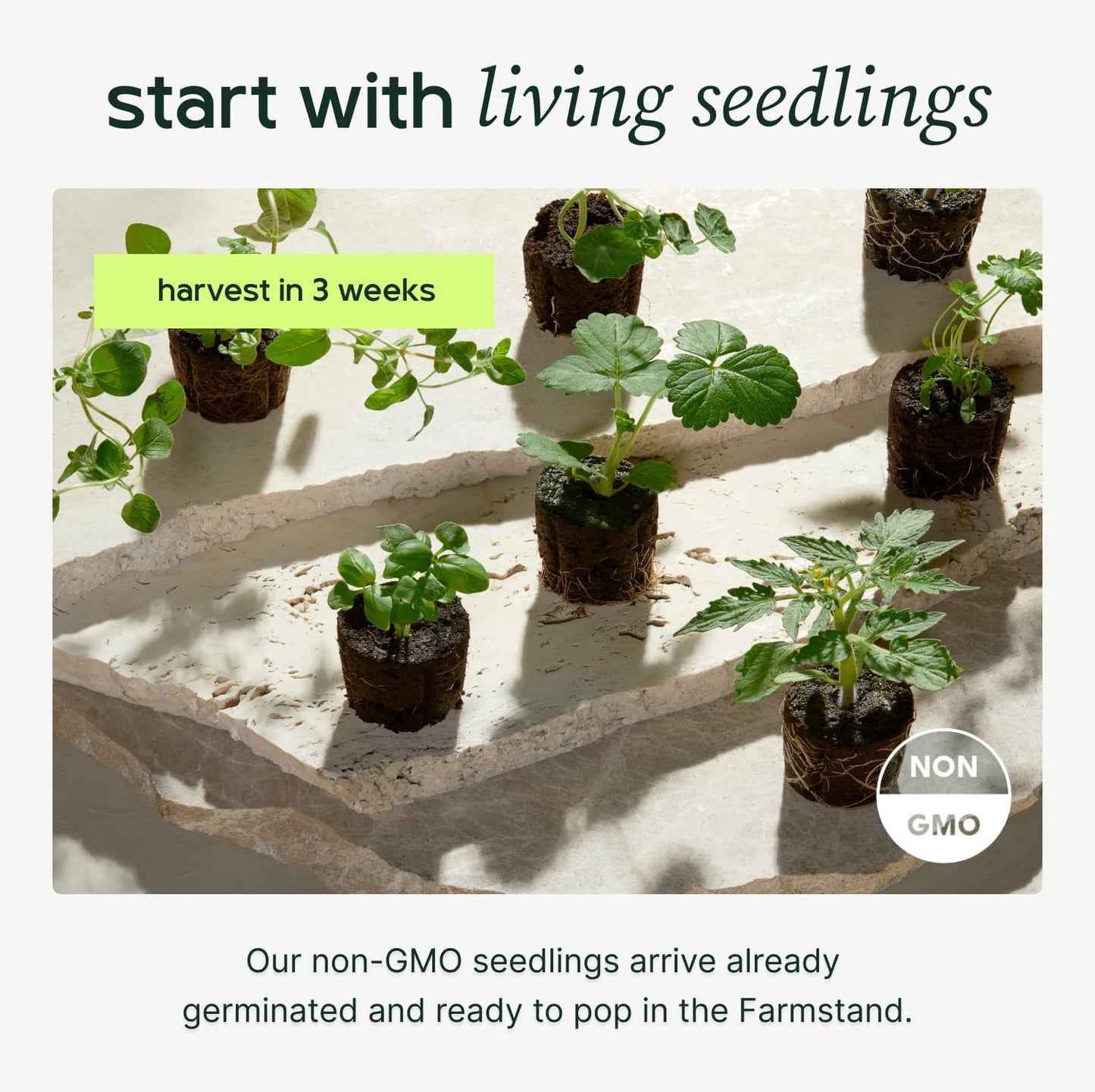 Farmstand Starter Kit with Glow Rings and 12 Seedling Credits | Tiny Hydroponic Growing System Kit | Vertical Garden Planter Tower | 3ft 8in Tall