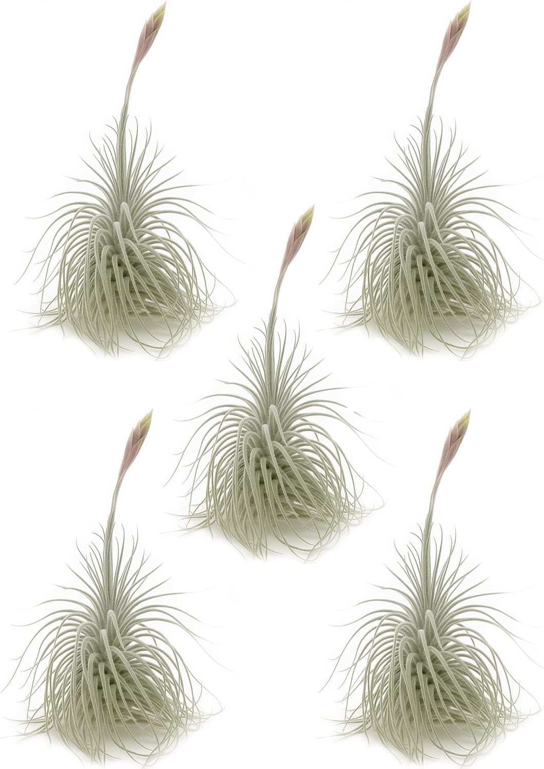 Live air Plant - Tillandsia Tectorum Air Plant 4-6" – 5ct – Unique Shape with Silvery Fuzz – Low Maintenance Houseplant – Perfect for Decor, Terrariums, Gifts - Live Arrival Guaranteed