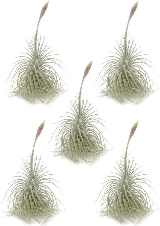 Live air Plant - Tillandsia Tectorum Air Plant 4-6" – 5ct – Unique Shape with Silvery Fuzz – Low Maintenance Houseplant – Perfect for Decor, Terrariums, Gifts - Live Arrival Guaranteed