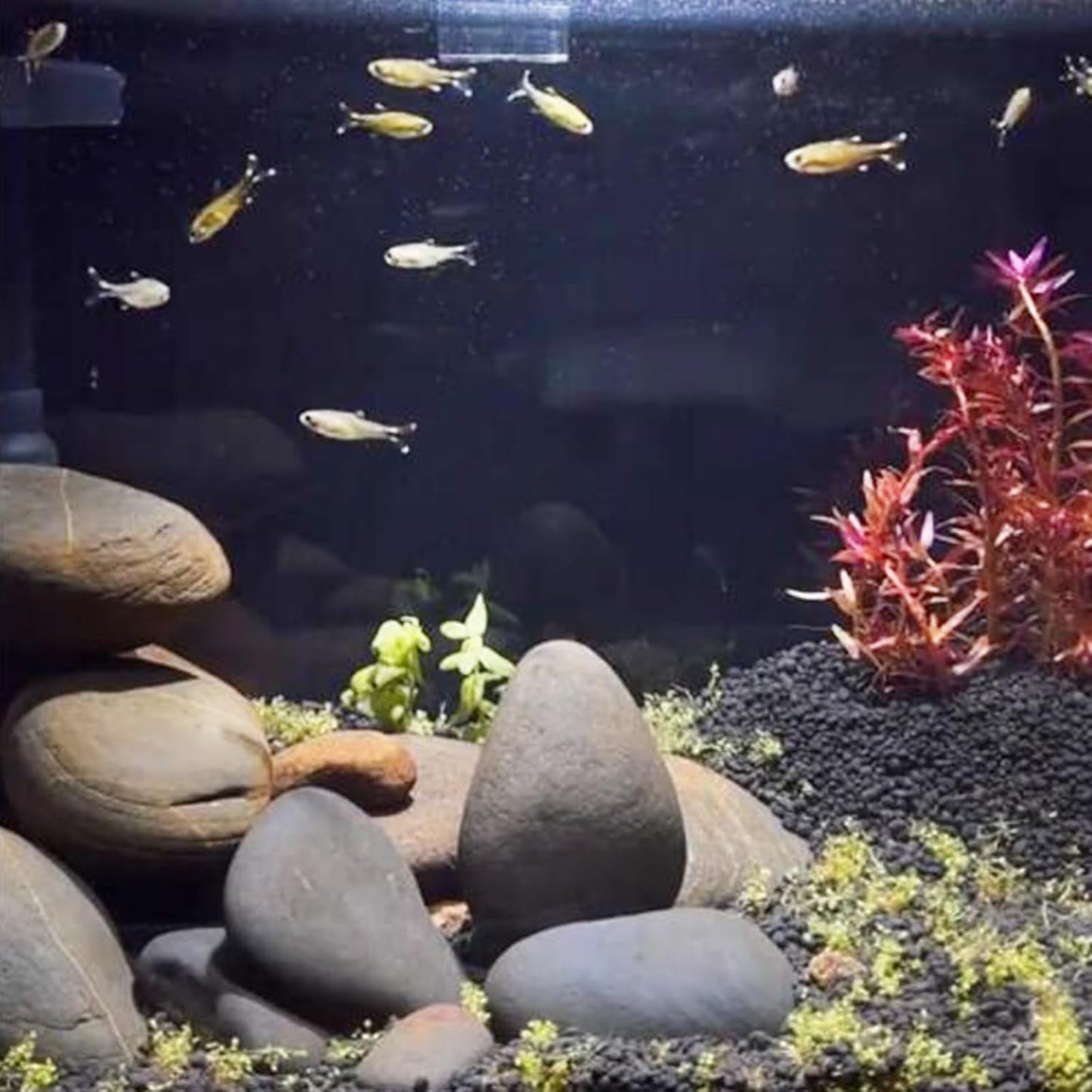 20 lbs Large River Rocks for Outdoor Landscaping, 3-4 Inch Decorative Pebbles for Landscaping Garden Yard Paving Fish Tank Plant Crafting Walkways and Painting