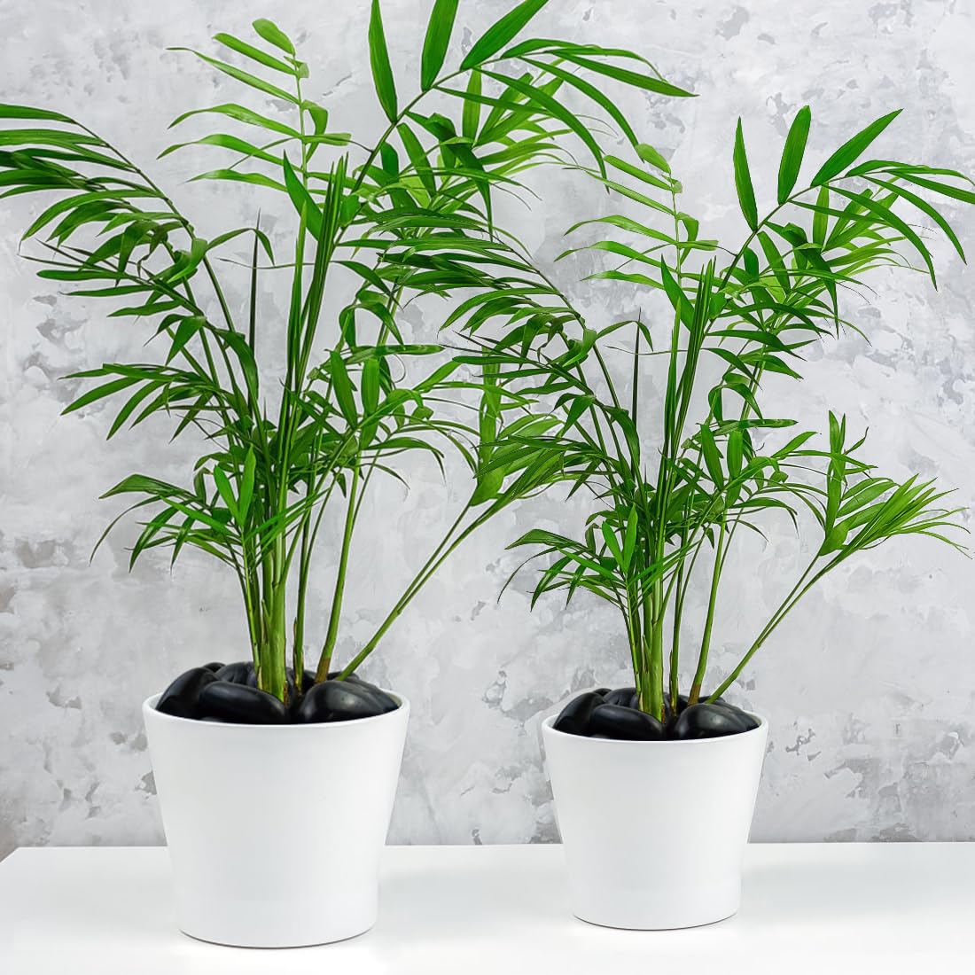 10lbs Black Pebbles for Plants, 2-3 Inch High Polished Natural Large River Rocks for Landscaping, Decorative Stones Vase Filler Fish Tank Aquariums Garden Outdoor and Indoor DIY