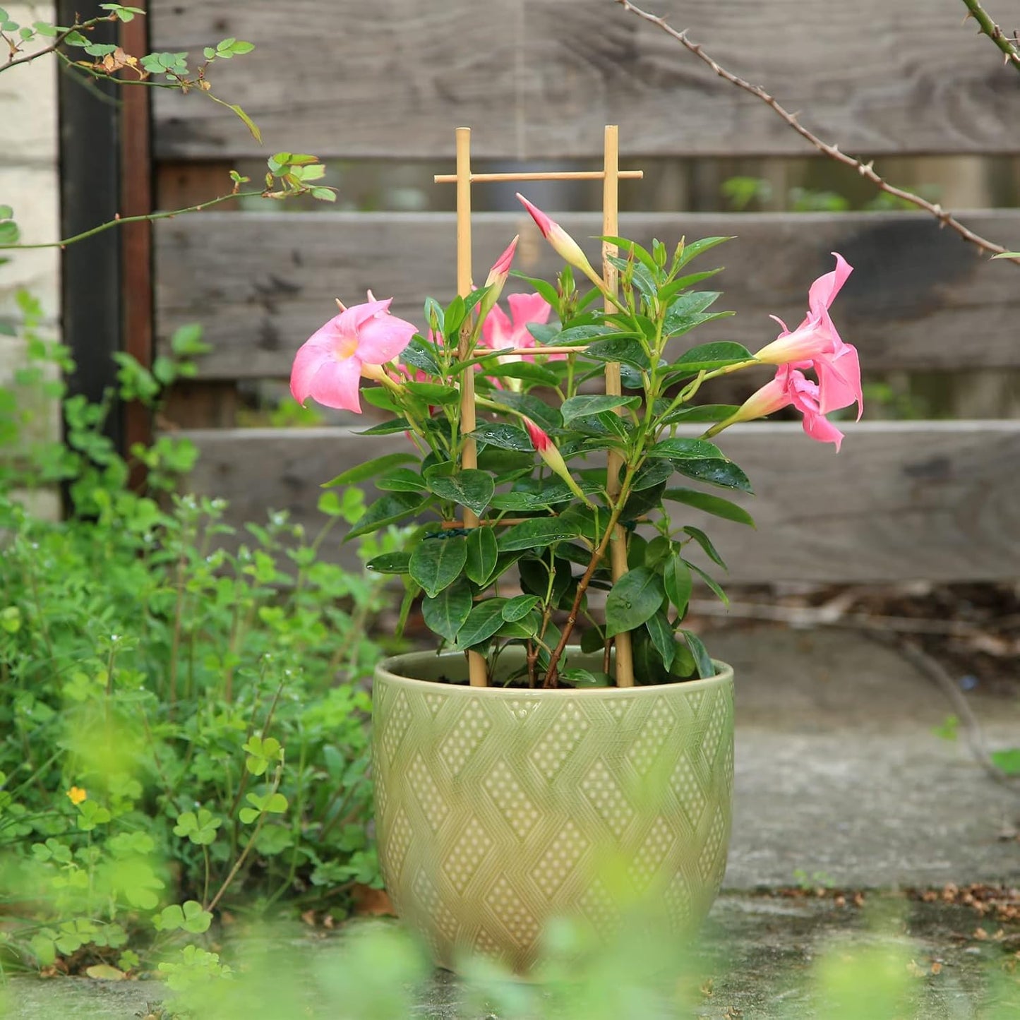 3Pack Bamboo Trellis 16 Inch Ladder Shaped Small Plant Trellis for Indoor Potted Plants Climbing Monstera Orchid Vine Hoya Houseplant