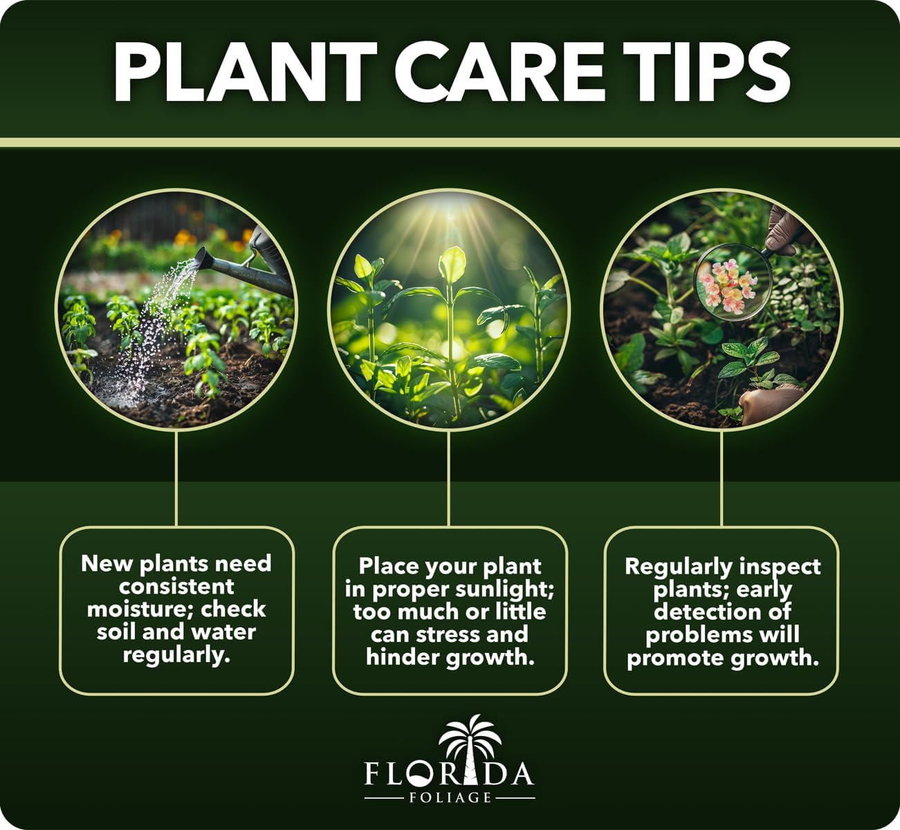 Loropetalum Carolina Midnight | 3 Live Plants | Loropetalum Chinense | Purple Foliage Shrub | Ornamental Landscape Bush | Fast Growing Plants