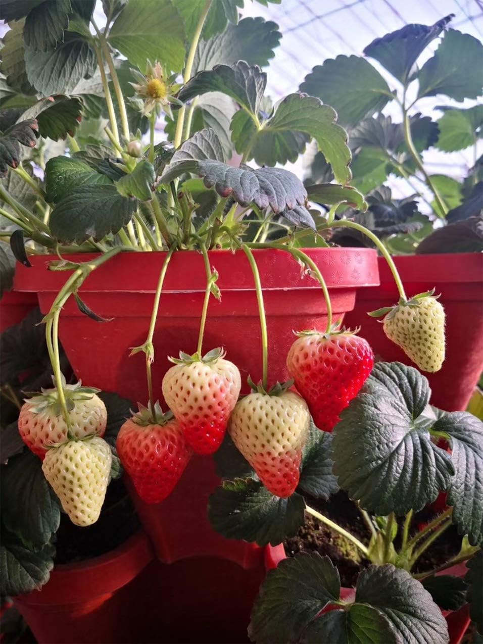 5-Tier Strawberry and Herb Garden Planters 5@13x13x5.2 inch - 24 quart Stackable Gardening Pots with 10 Inch Saucer (Terra-Cotta)