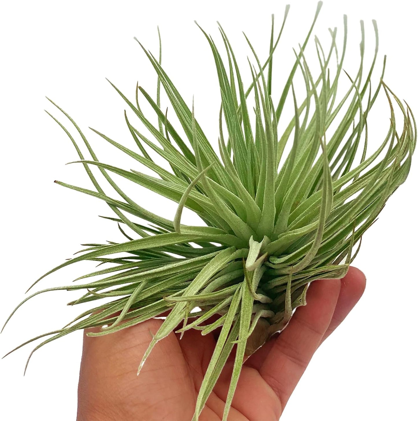 Air Plants - Flowering Tillandsia Rose BAER, Large 5" - 2ct - Live Arrival Guaranteed - House Plants for Home Decor & Gift