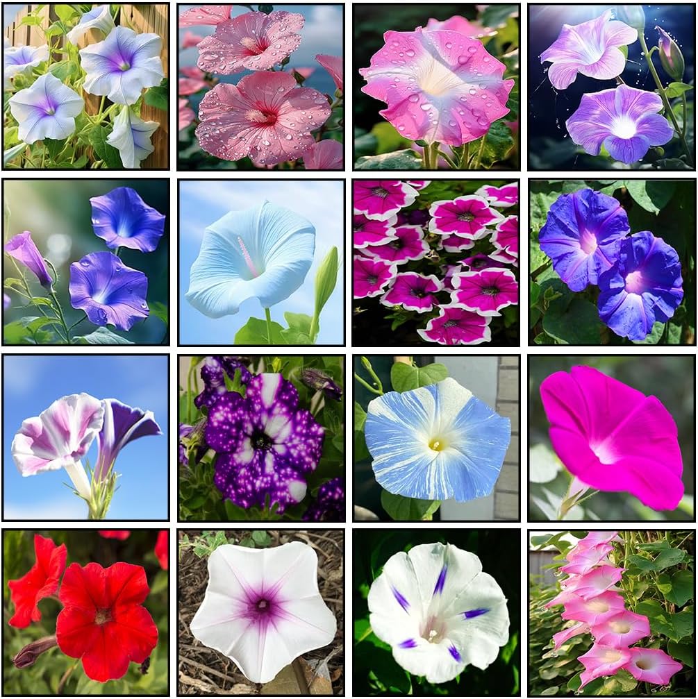 300+ Mixed Morning Glory Seeds for Planting, Wonderful Climbing Heirloom Vine, Beautiful Perennial Flowers, Non - GMO Seeds, Easy to Plant