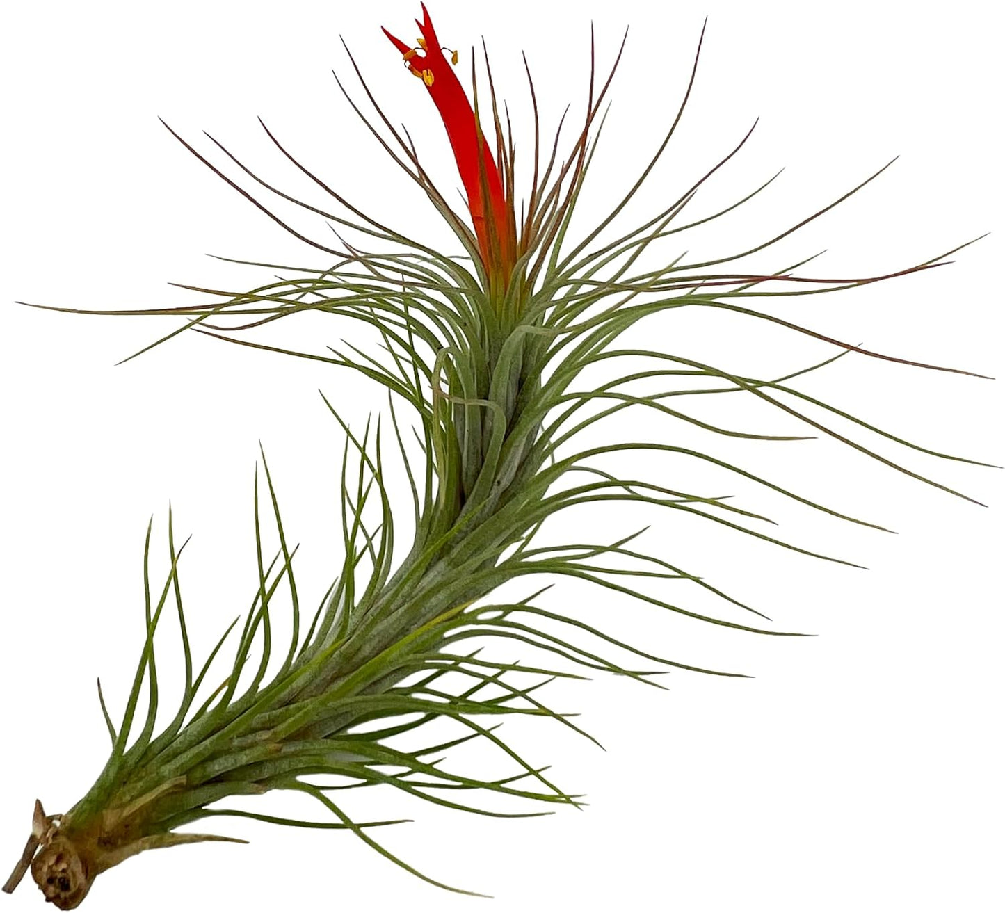 Air Plants - Elsker Gift Box - Large 4" - 5ct - Live Arrival Guaranteed - House Plants for Home Decor & Gift