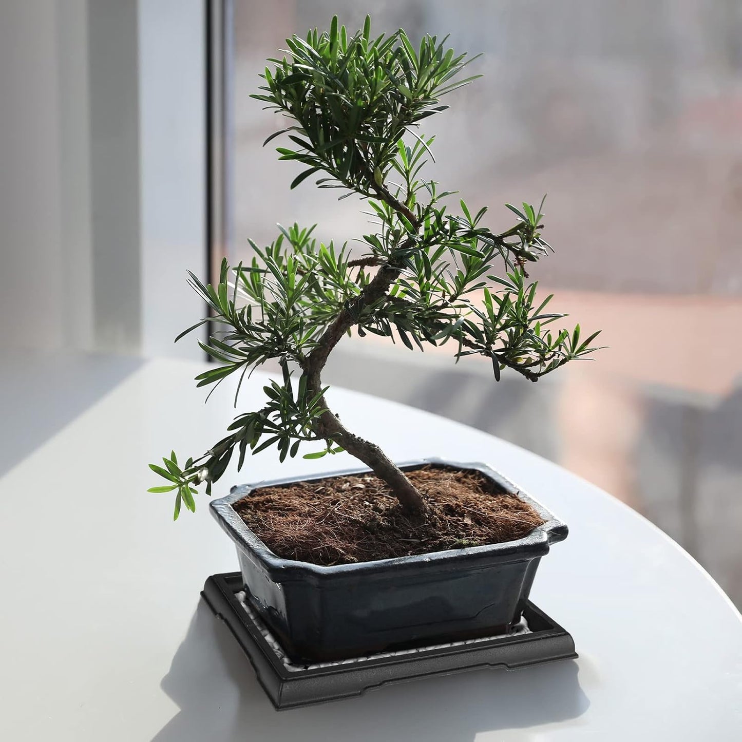 Pinkunn 6 Pcs Bonsai Humidity Tray Drip Tray Plastic Plant Water Catcher Plant Saucers for Indoors and Outdoors Cactus,Succulents,Bonsai Tree,Stone Not Included (7.8 x 5.5 Inch)