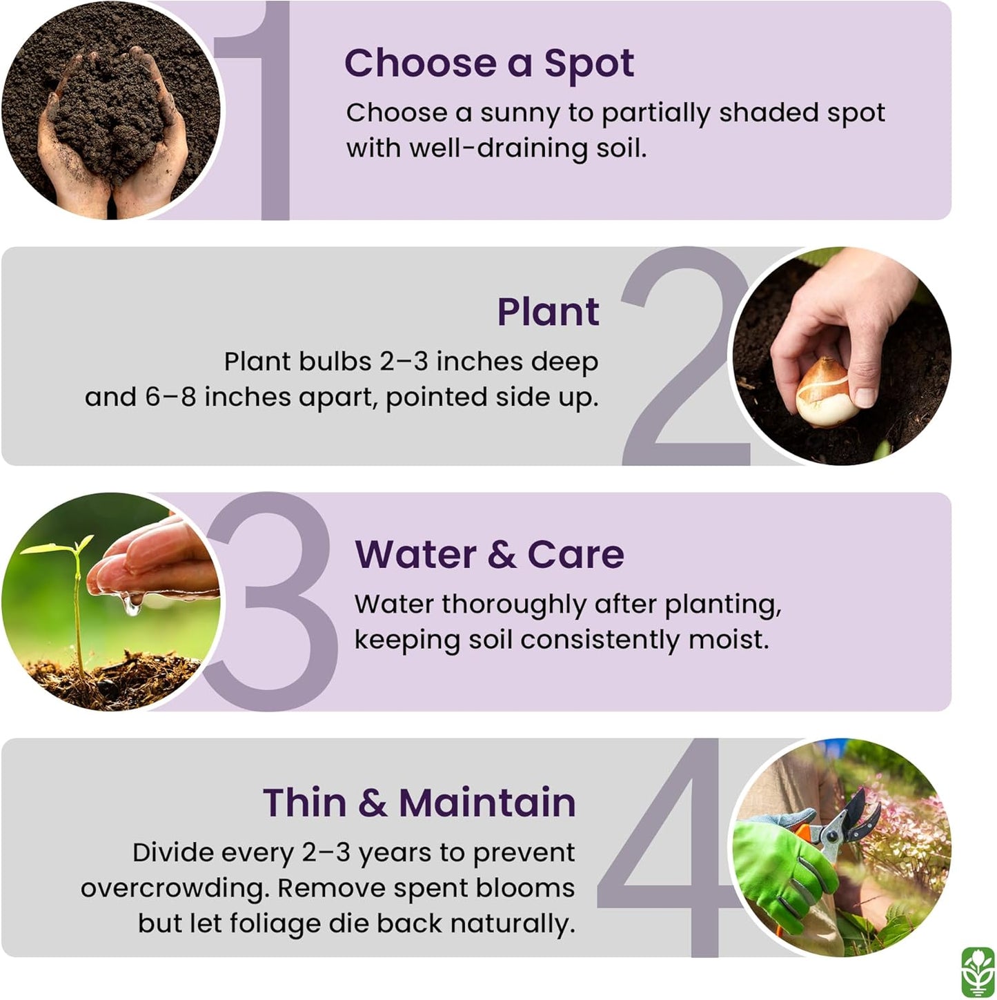 Masoniorum Crocosmia Bulbs for Planting - 5 Large Bulbs - 30-48" Flower - Perennial Bulbs for Planting Outdoors