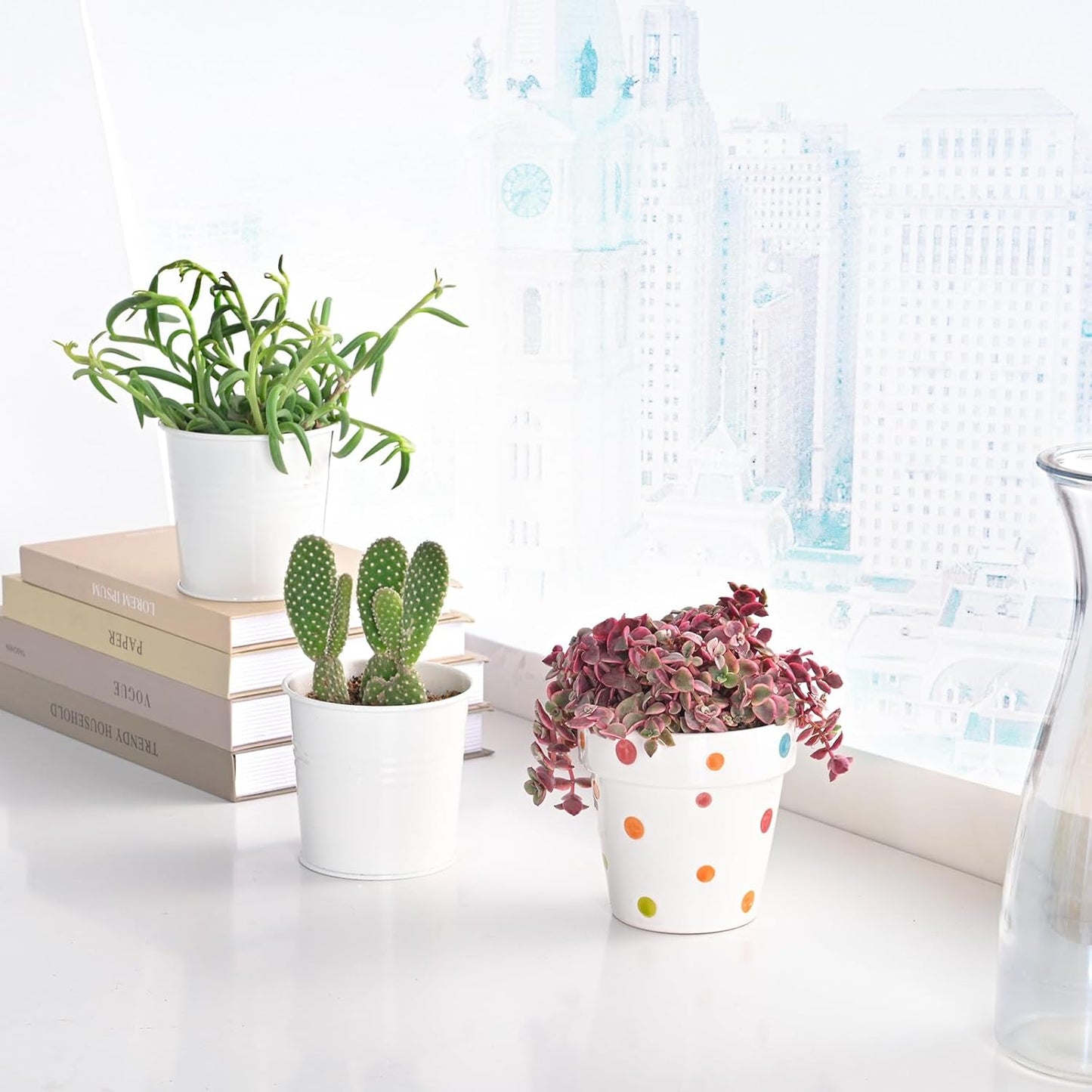 Live Succulents 'Crassula pellucida SSP' (4-inch), Succulent Plants Fully Rooted in Pots with Soil, Easy-Care House Plant for DIY, Home Office Decor, Wedding Party Favor