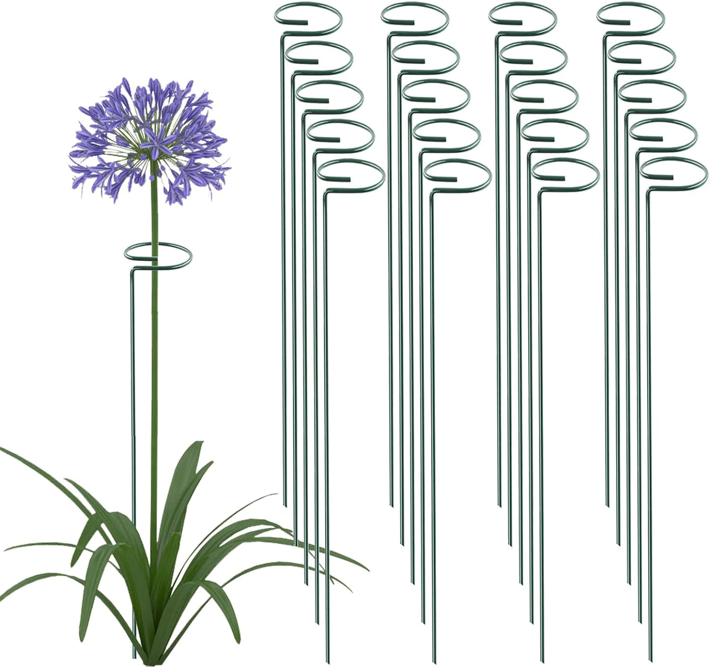36 Inch 20 Packs Plant Support Stake Garden Single stemmed Plant Support Hoops Plant Prop for Flowers Orchid Tomatoes Peony Lily Rose Gladiolus (36 inch)