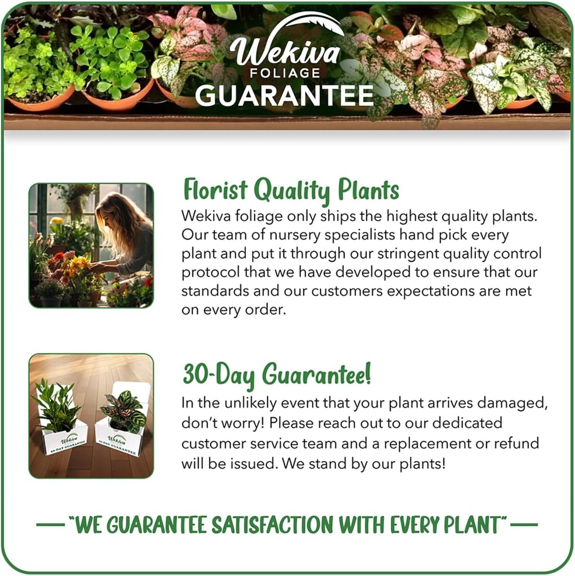 Florida Special Pineapple Plant - 4 Live Starter Plants - Ananas Comosus - Edible and Fruit Bearing for Patio and Garden