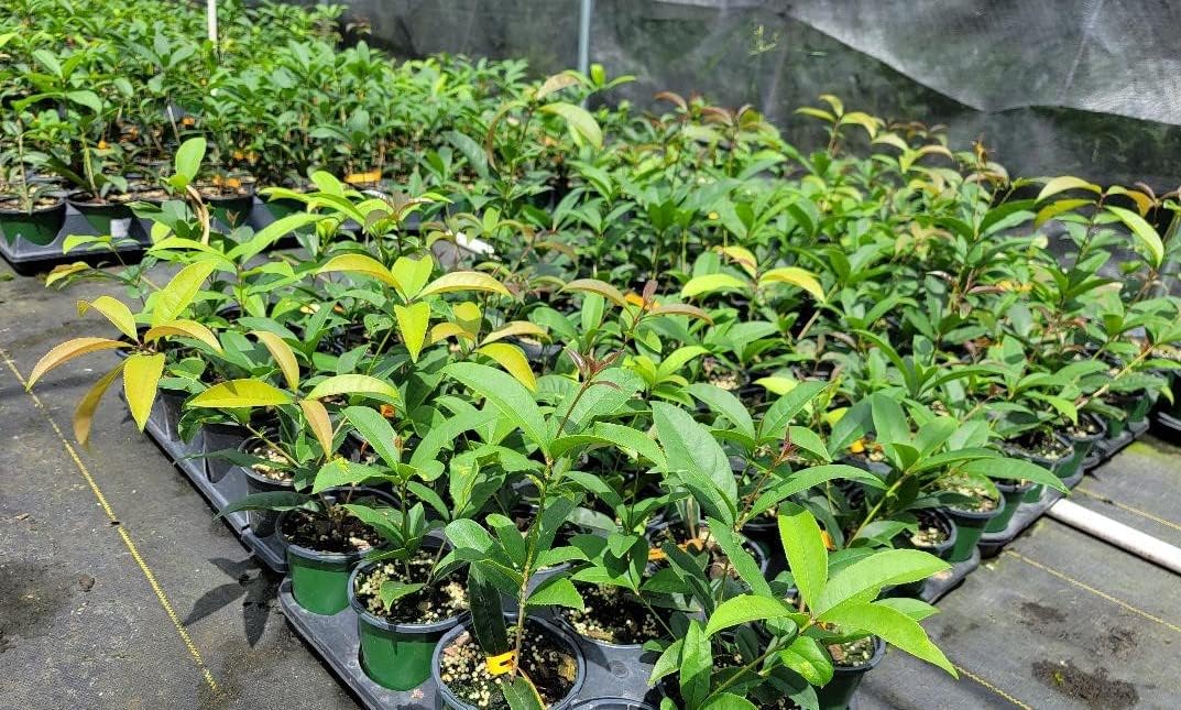 Apricot Echo Orange Tea Olive - Live Plant - (1 QT)