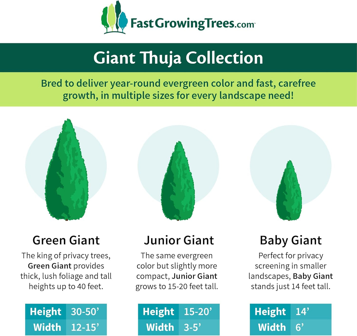 Brighter Blooms - Junior Giant Thuja Tree, 1-2 ft. - No Shipping to AZ