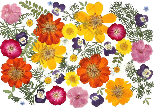 48 Pcs Mix Natural Dried Pressed Flowers for Cake Decorating, Real Dry Flower for Resin Jewelry Making, DIY Art Crafts - Muticolor