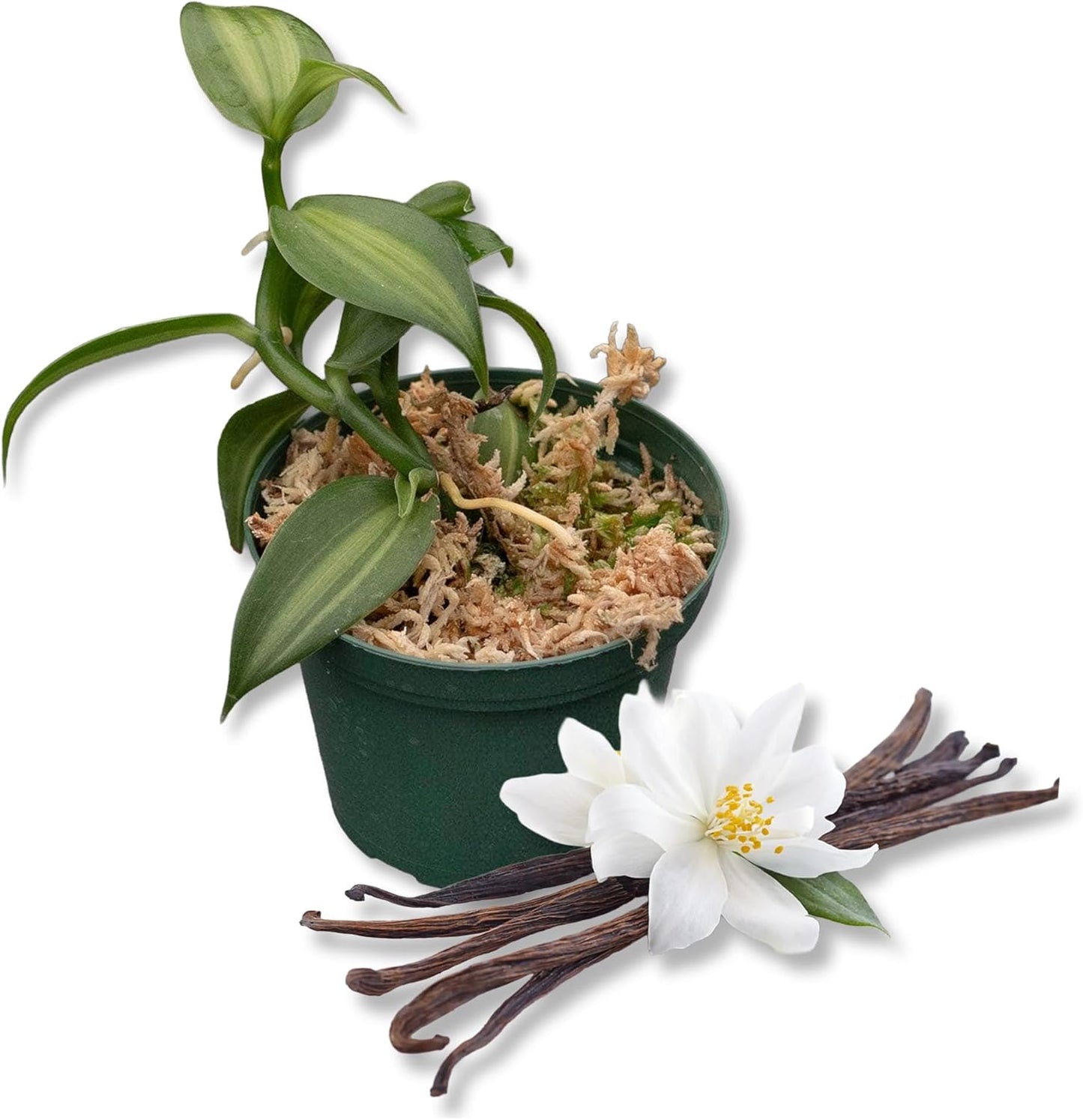 Vanilla Bean Plant - 4 Live Starter Plants - Vanilla Planifolia - Exotic Vining Orchid for Home and Tropical Garden