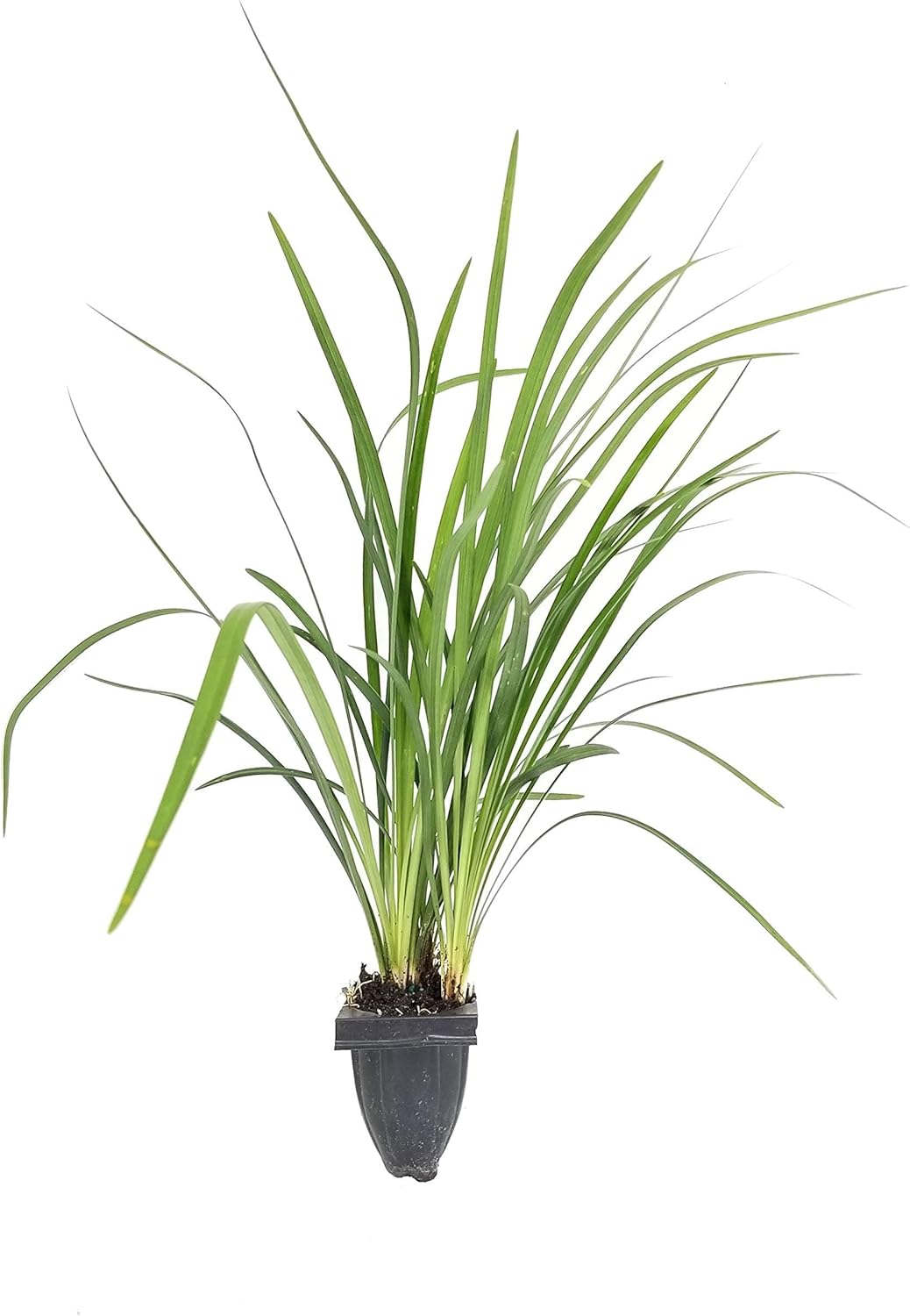 Emerald Goddess Liriope Muscari - 20 Live Plants - Drought Tolerant Low Maintenance Evergreen Ground Cover Grass