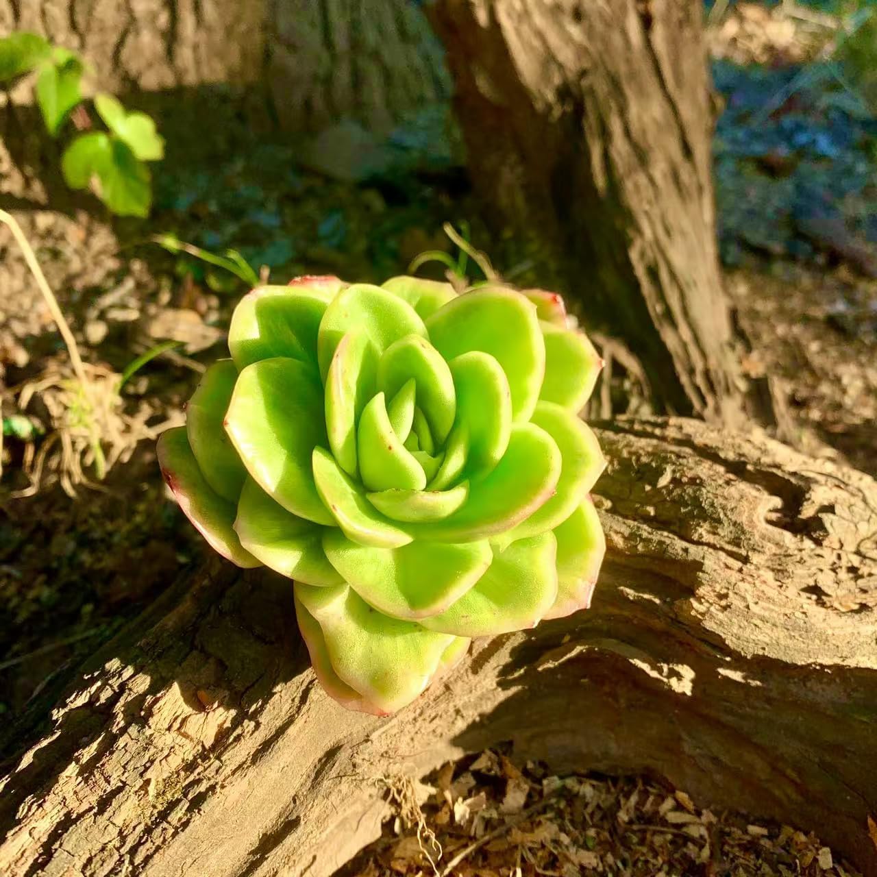 FWPP Succulents Plants Live,Echeveria ice Rose Variegated 3.5 inches Green Mini Indoor Plants,Bare Root Without Pot Soil,Live Plants for Gift Party Wedding Garden Baby Shower DIY Decor