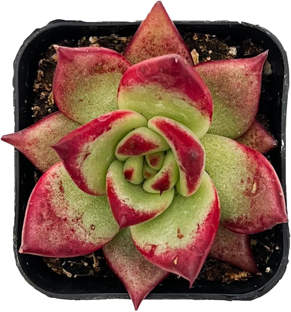 Sprout N Green Echeveria Red Knight | Red Ebony, Mini Live Succulent Fully Rooted in 2 inch Starter Pot, House Plant for Indoor Outdoor Home Office Wedding Decoration Party Favor