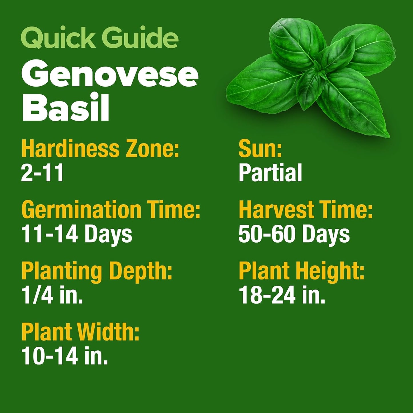 HOME GROWN Genovese Basil Seeds 2 Pack - 3500 𝗡𝗢𝗡-𝗚𝗠𝗢 𝗨𝗦𝗔 Heirloom Basil Seeds for Planting (Ocimum basilicum) - Herb Seeds for Indoor & Outdoor Gardening - Grow for Culinary Use