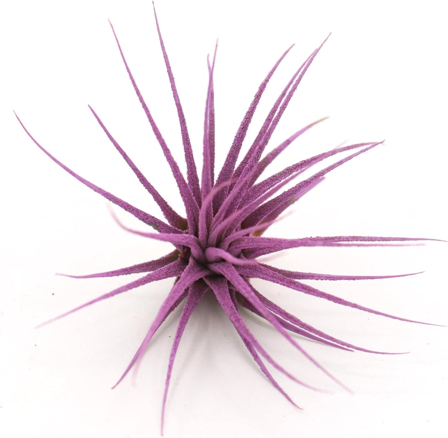 Dyed Tillandsia Ionantha Guatemala Enhanced Colored Colorful Air Plant Live Easy Care Indoor Outdoor Home Decor Gift Airplant by Awesome Industries Live Arrival Guaranteed (Lavender)
