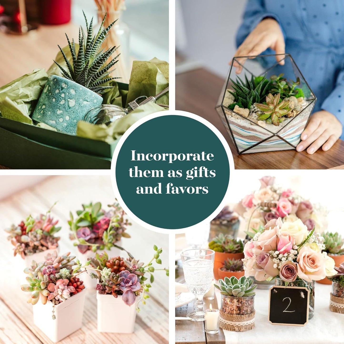 Shop Succulents Assorted Succulent Plant Pack Collection - Live Mini Succulent Plants, Low Maintenance, Mixture of Colors & Textures - Wedding and Party Favors, Gift & Garden, Pack of 32