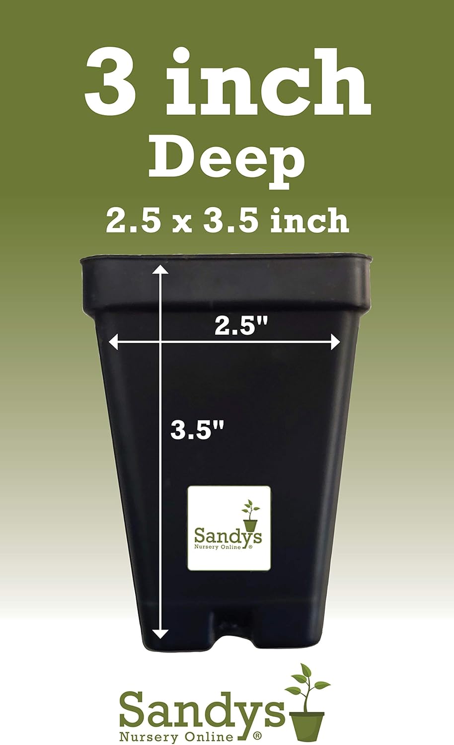 Thuja Green Giant Arborvitae Lot of 75, 3 Inch Pot