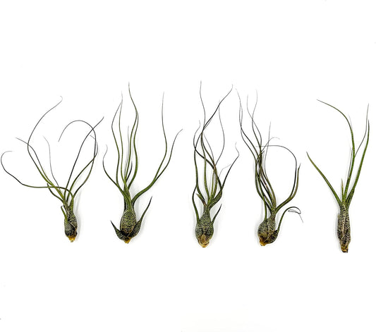 Live Air Plants - Tillandsia Butzii, Jumbo 7-9" - 5ct - Live Arrival Guaranteed - House Plants for Home Decor & Gift