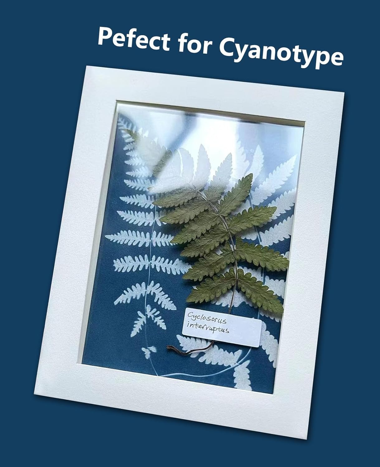 AHTONG 48 PCS Pressed Ferns Large Dried Pressed Leaves, Dried Flowers for Crafs, Resin Molds, Candle Making, Bookmarks(Fern)