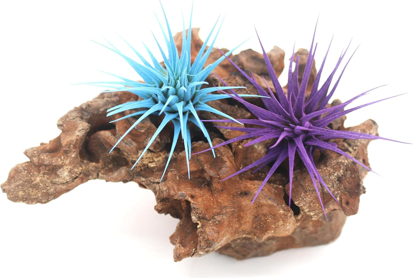 Dyed Tillandsia Ionantha Guatemala Enhanced Colored Colorful Air Plant Live Easy Care Indoor Outdoor Home Decor Gift Airplant by Awesome Industries Live Arrival Guaranteed (Light Blue)