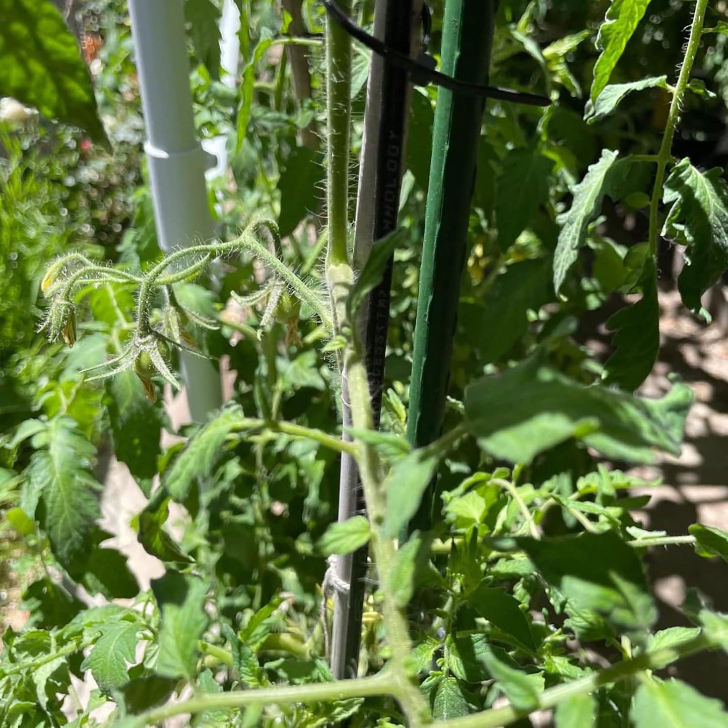 Garden Plant Stakes 48 Inch 4Ft Steel Plant Stick Support, 25 Pack Tomato Stakes for Growing Climbing Plants, Potted Plants, Tomatoes, Trees, Cucumber, Beans, Fences Poles