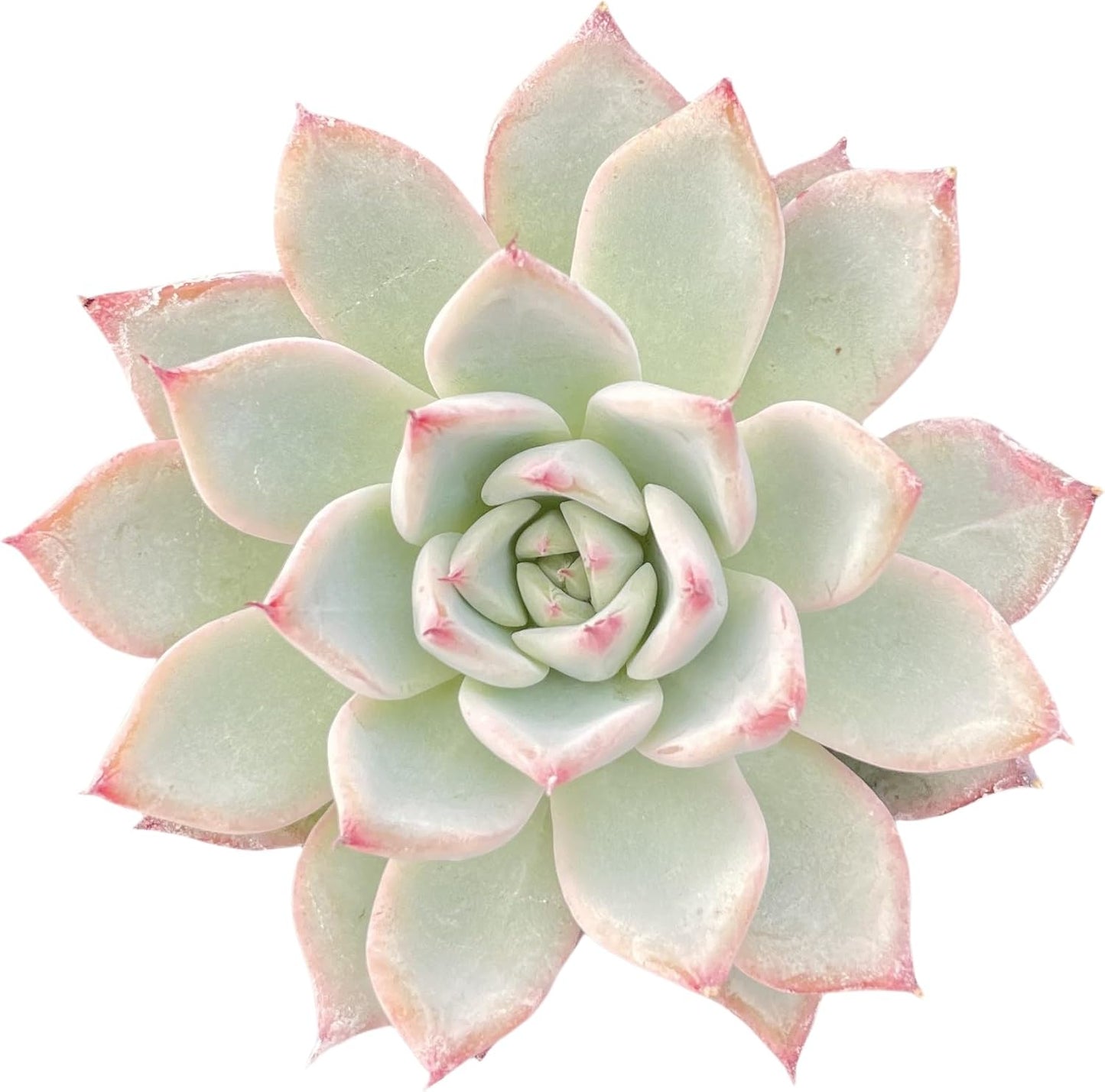 Sprout N Green Echeveria 'Aranjuez', 1 Live Succulent Plant Fully Rooted in 2" Pot, House Plant for Indoor Outdoor Home Office Wedding Decoration DIY Project Party Favor
