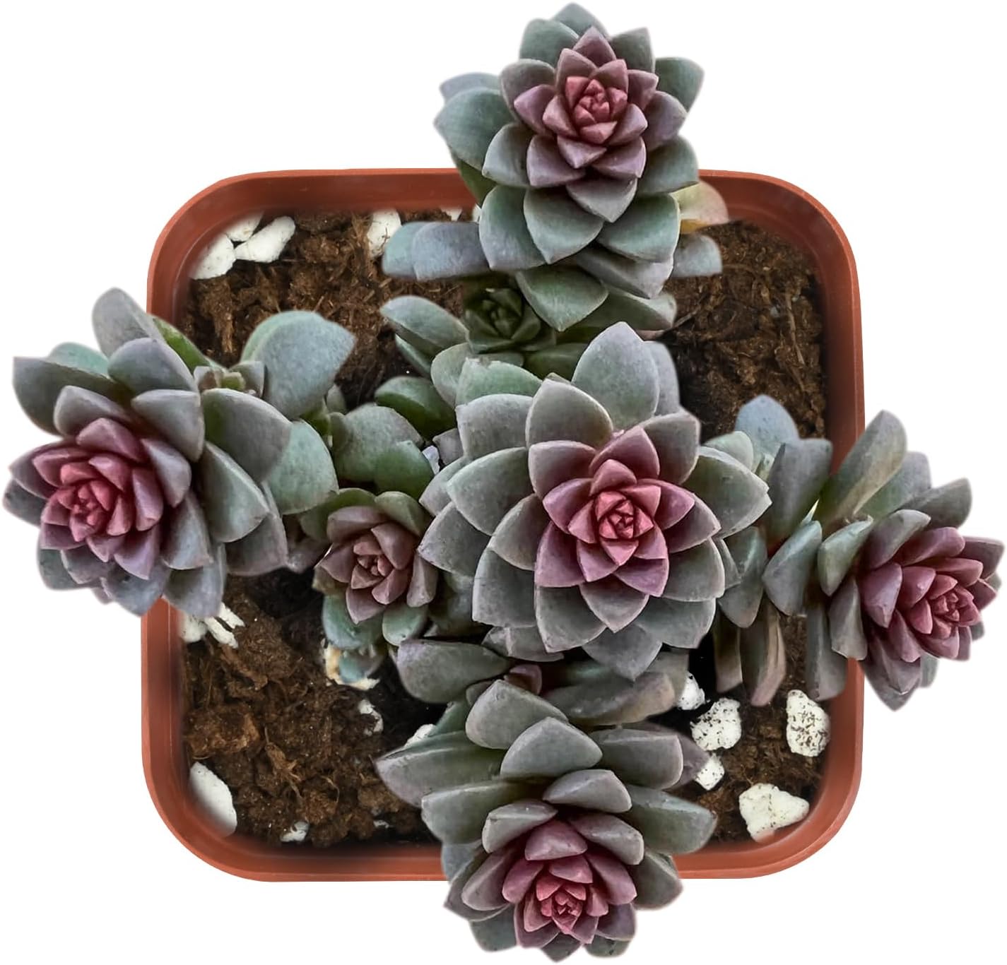 2" Live Succulent 'Cremnosedum Little Gem', Rare Succulent Plants Fully Rooted in Pots, Unique House Plant for DIY, Party Favor, Home Office Decoration