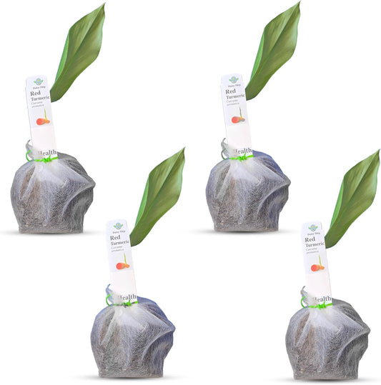 Live Red Turmeric Plants (Curcuma Longa) - Healthy Rhizome and Plant for Home Gardening & Medicinal Use (4 red Turmeric Bags)