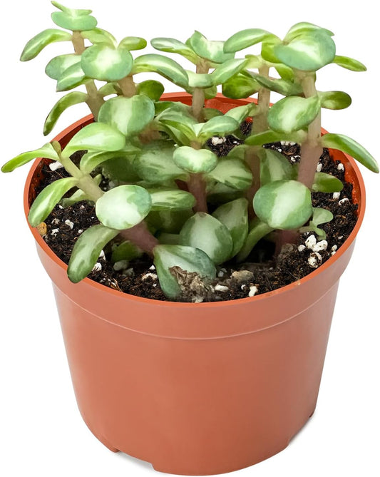 Live Succulent Plants Midstripe Rainbow Bush, Easy Care Potted Succulents, Approx 4" D x 8" H, Indoor Houseplant, Unique Gifts, Home Office Décor