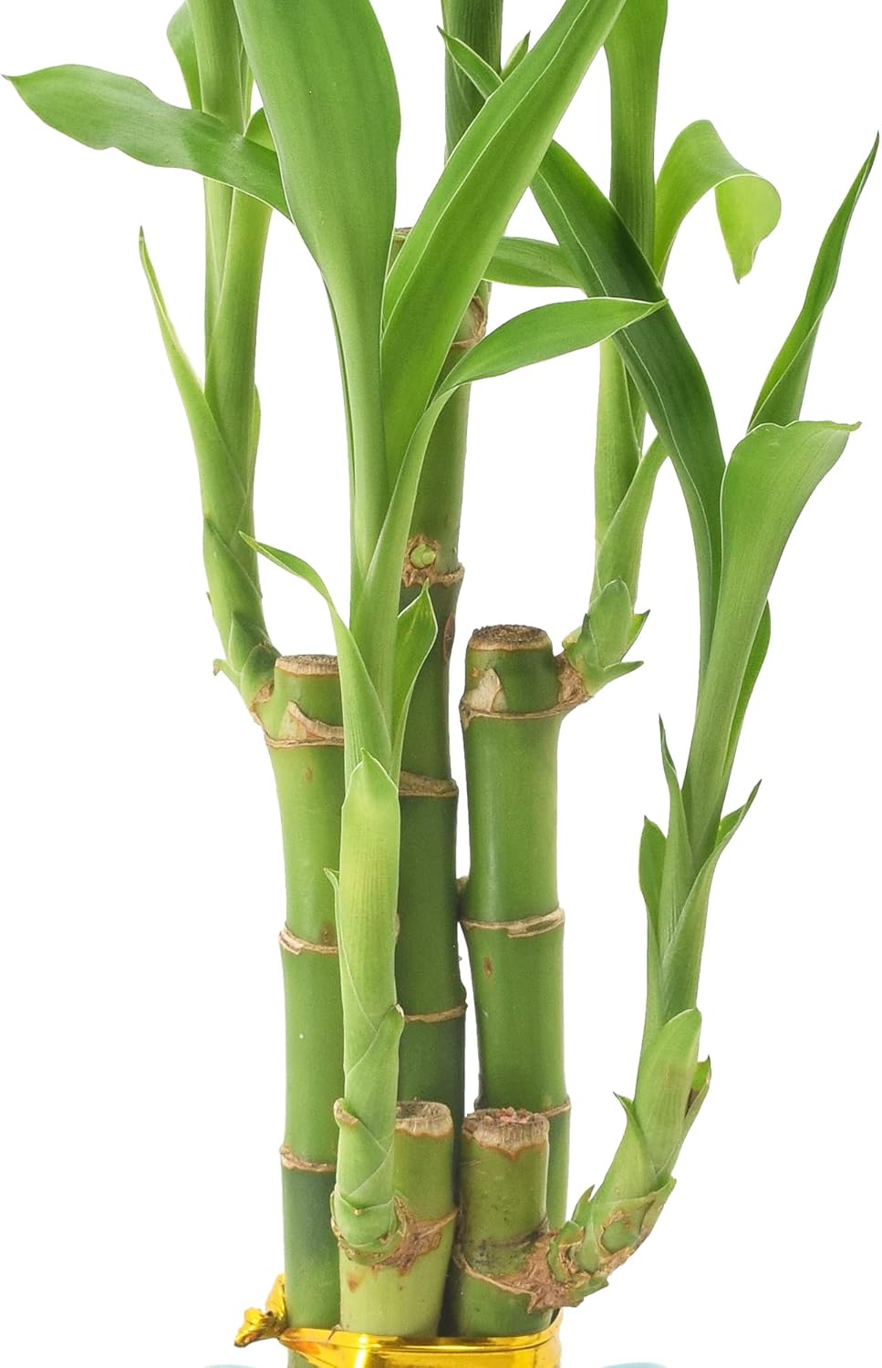 5-Stem Lucky Bamboo, Live Indoor Plant in Contour II Ceramic Planter for Home, Work, or Gift, Green ***Cannot Ship to Hawaii***