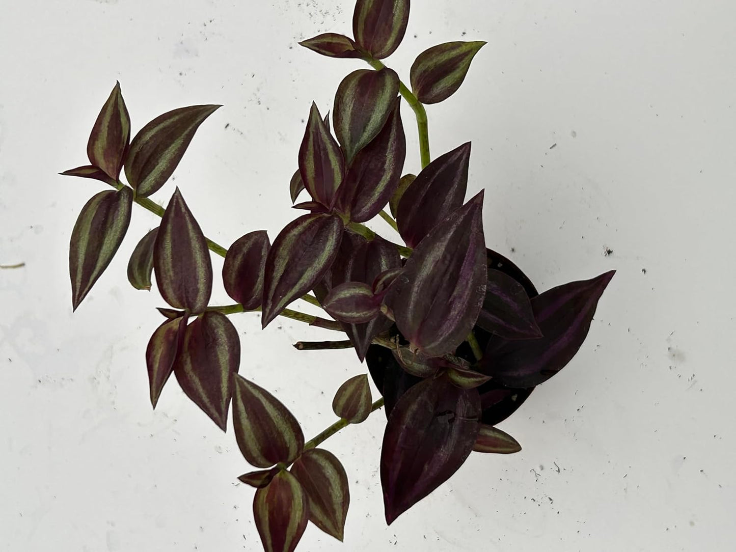 Live Wandering Jew Plant - Tradescantia Zebrina Collectors Pack - 5 Variety - Evenesce, Silver+, Discolor Green,Deep Purple and Burgundy ~ Air Purifying, Low Maintenance, Fast Growing Houseplants