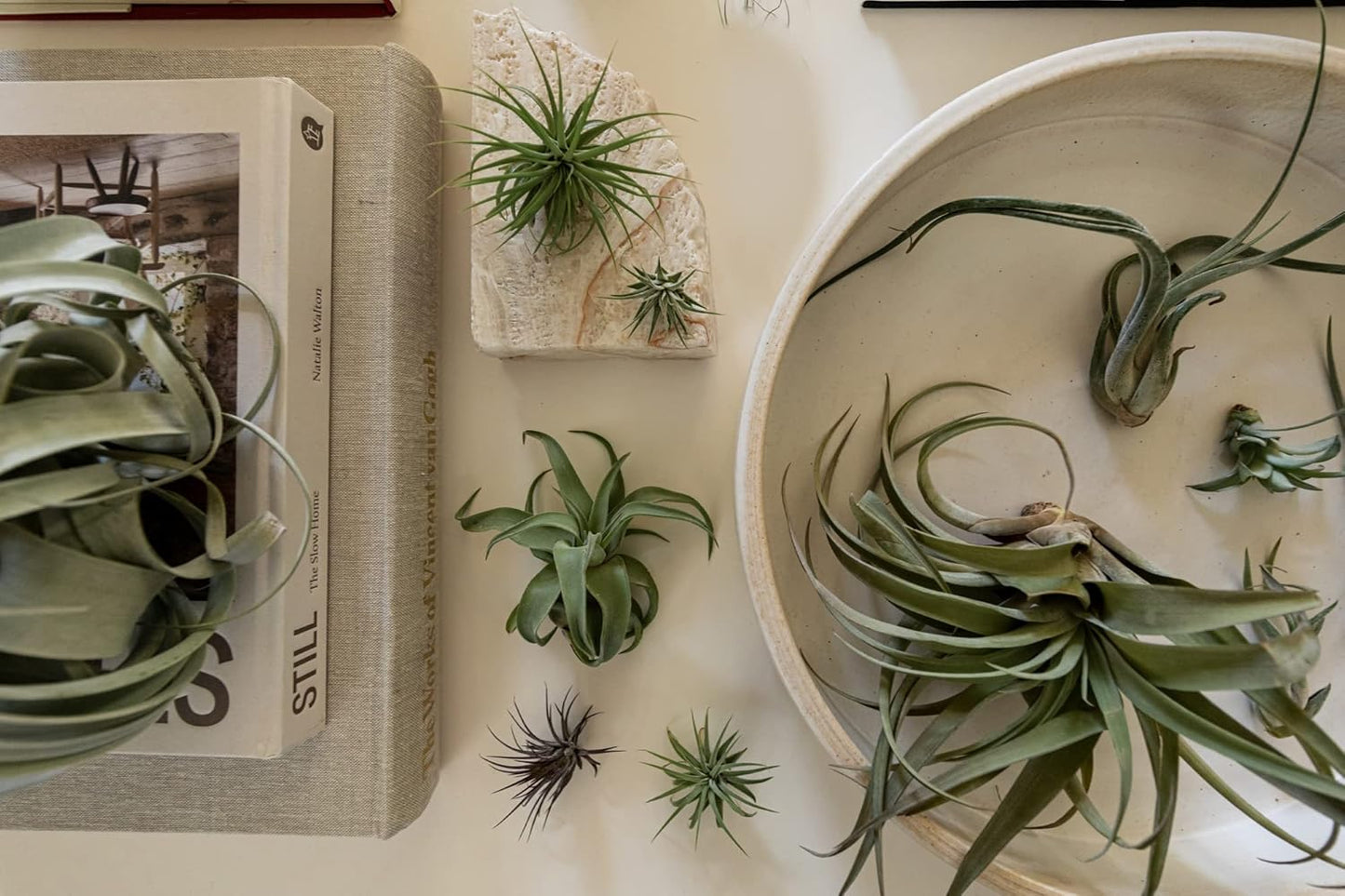 Air Plants Bulk - Tillandsia Variety Wholesale Pack, Regular 1-3" - 50ct - Live Arrival Guaranteed - House Plants for Home Decor & Gift