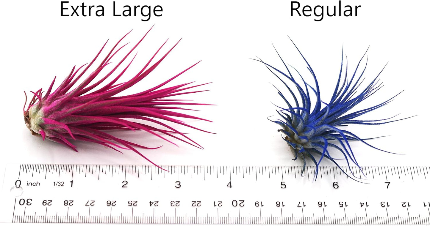 Live Extra Large Tillandsia Ionantha Guatemala Enhanced Colored Colorful Air Plant 3+ inch Easy Care Indoor Outdoor Home Decor Gift Airplant Awesome Industries Live Arrival Guaranteed (Twilight XL)