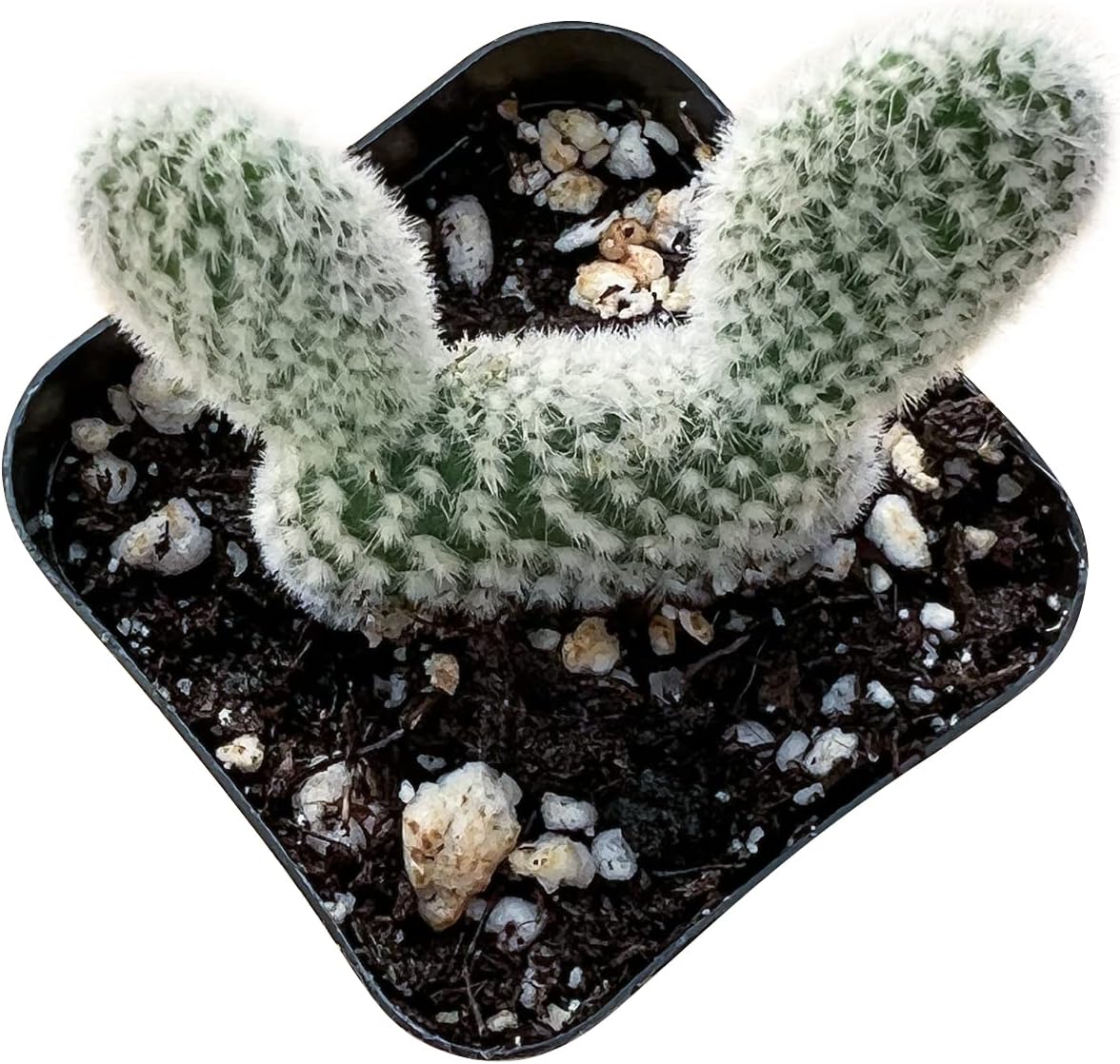 Sprout N Green Opuntia microdasys albata Bunny Ears, Live Cactus Plant Rooted in 2in Nursery Pot, Indoor Outdoor Office Home Garden Décor